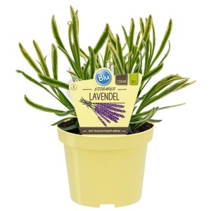 Blu Echter Lavendel im Topf, violette Blüten und grüne Blätter. Duftende Kräuter für Garten und Küche.