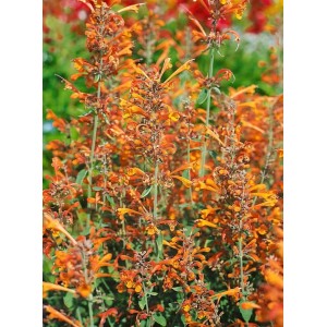 Agastache Apricot Sprite: Duftnessel mit apricotfarbenen Blüten im 9x9 cm Topf.
