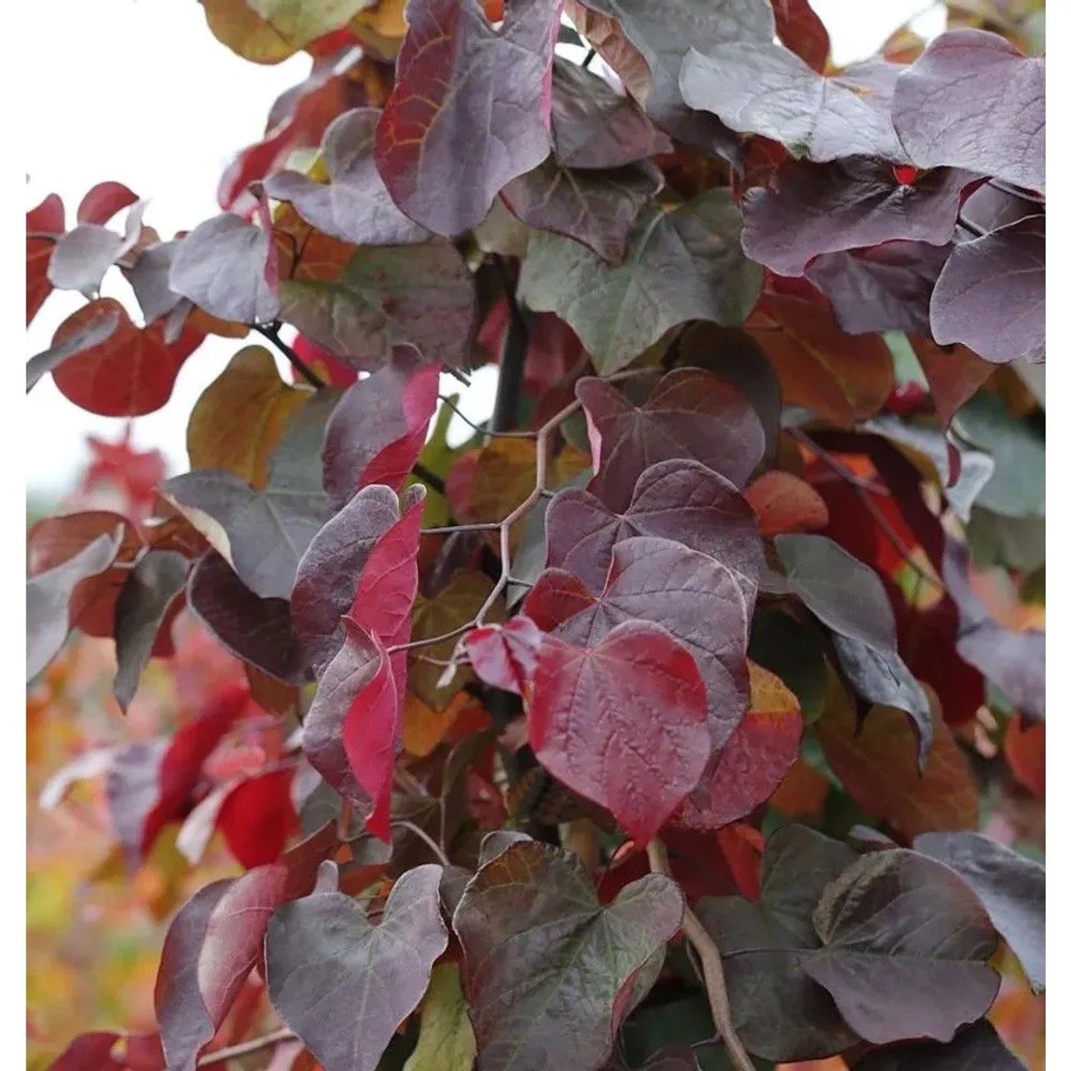 Kanadischer Judasbaum Merlot 60-80cm - Cercis canadensis