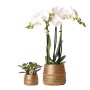 Kolibri Pflanzenset mit weißer Orchidee und grüner Sukkulente in goldenen Töpfen.