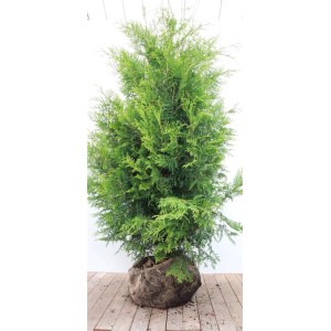 Thuja Brabant kaufen bei OBI