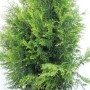 Grüne Thuja 'Brabant' (175-200 cm) als Heckenpflanze im Topf.