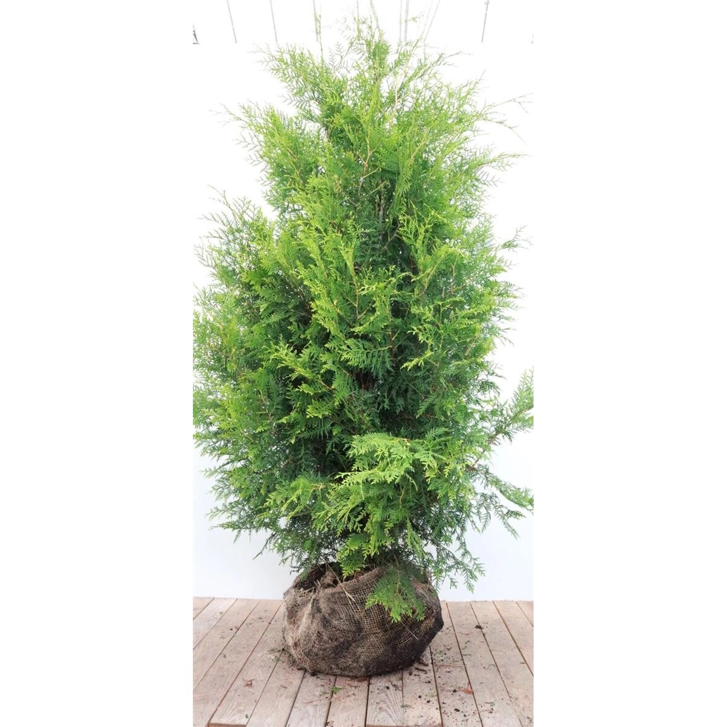 Thuja occidentalis 'Brabant' 175-200 cm günstig online kaufen