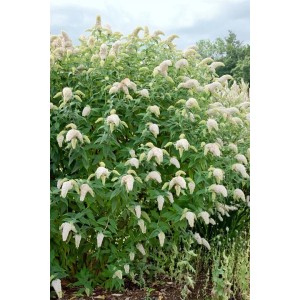 Buddleja Schmetterlingsstrauch Nanho White mit weißen Blüten im Garten.