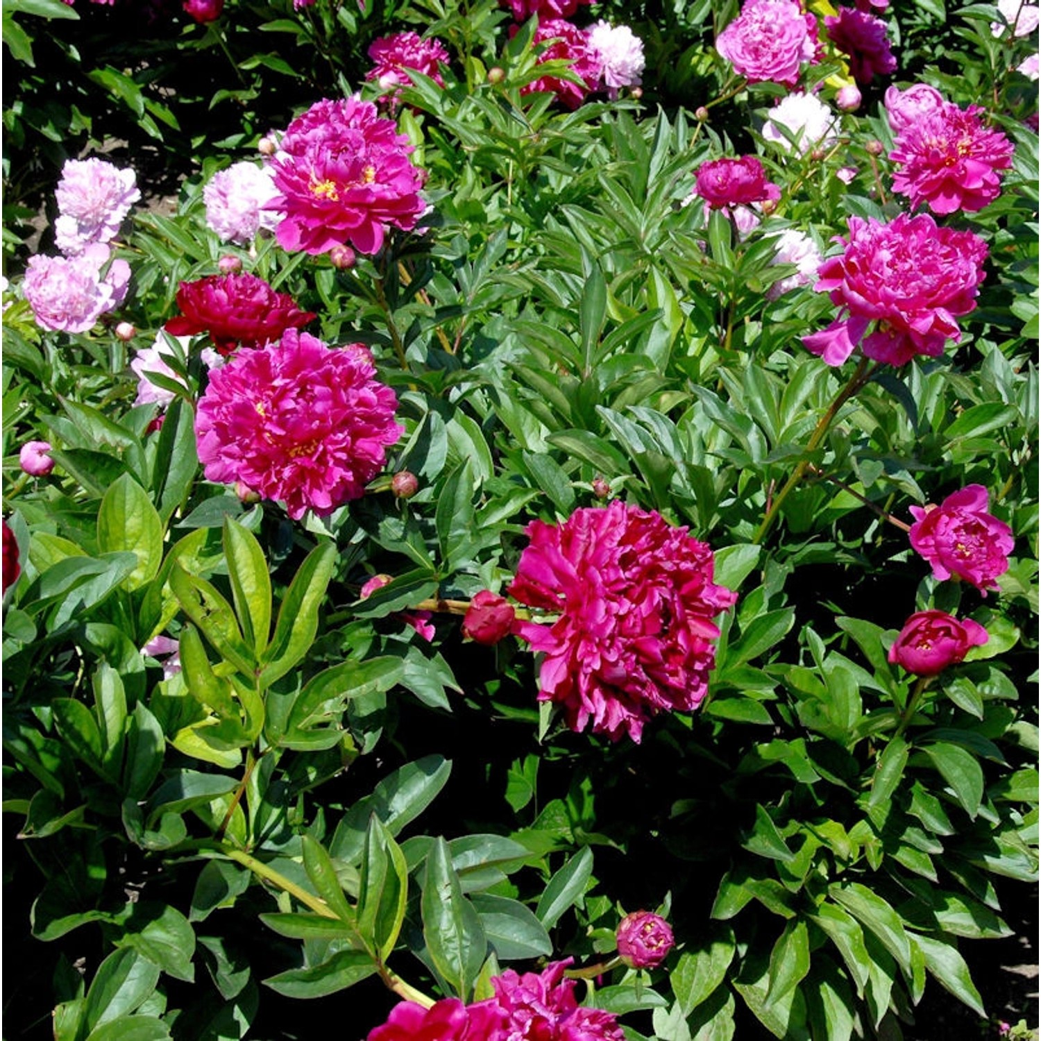 Edelpfingstrose Renato - Paeonia lactiflora günstig online kaufen