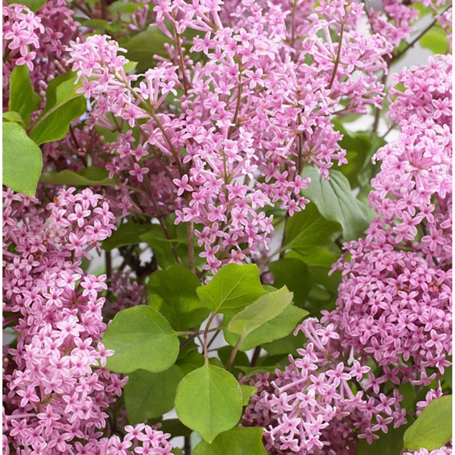 Hochstamm Zwergflieder FlowerfestaPink 100-125cm - Syringa vulgaris günstig online kaufen