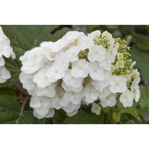 Nahaufnahme der weißen Blüten der Hydrangea Quercifolia Pee Wee Eichenblatthortensie.