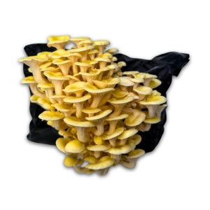 Hawlik Pilzbrut Kleine Bio Limonenpilz-Kultur zum Pilze Züchten Komplettset für Pilzzucht Zuhause