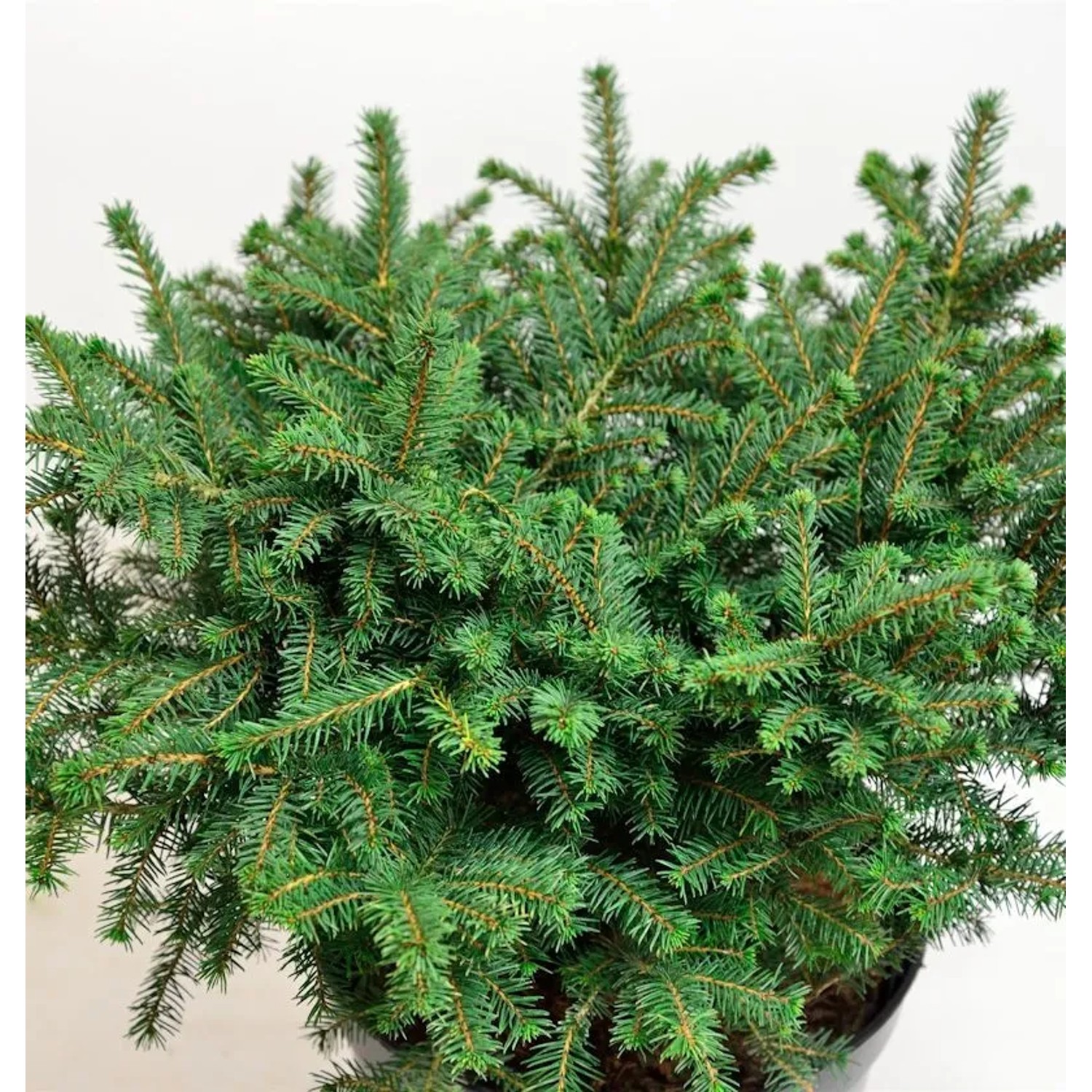 Serbische Kugelfichte Karel 20-25cm - Picea omorika Karel