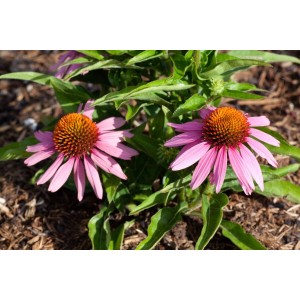Rosa Echinacea Purpurea 'Mistral' Staude im 11x11 cm Topf.