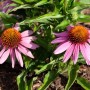 Rosa Echinacea Purpurea 'Mistral' Staude im 11x11 cm Topf.