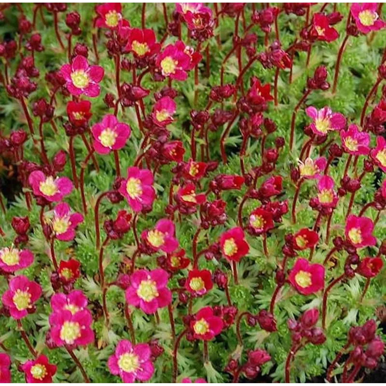 Moossteinbrech Pixie - Saxifraga arendsii