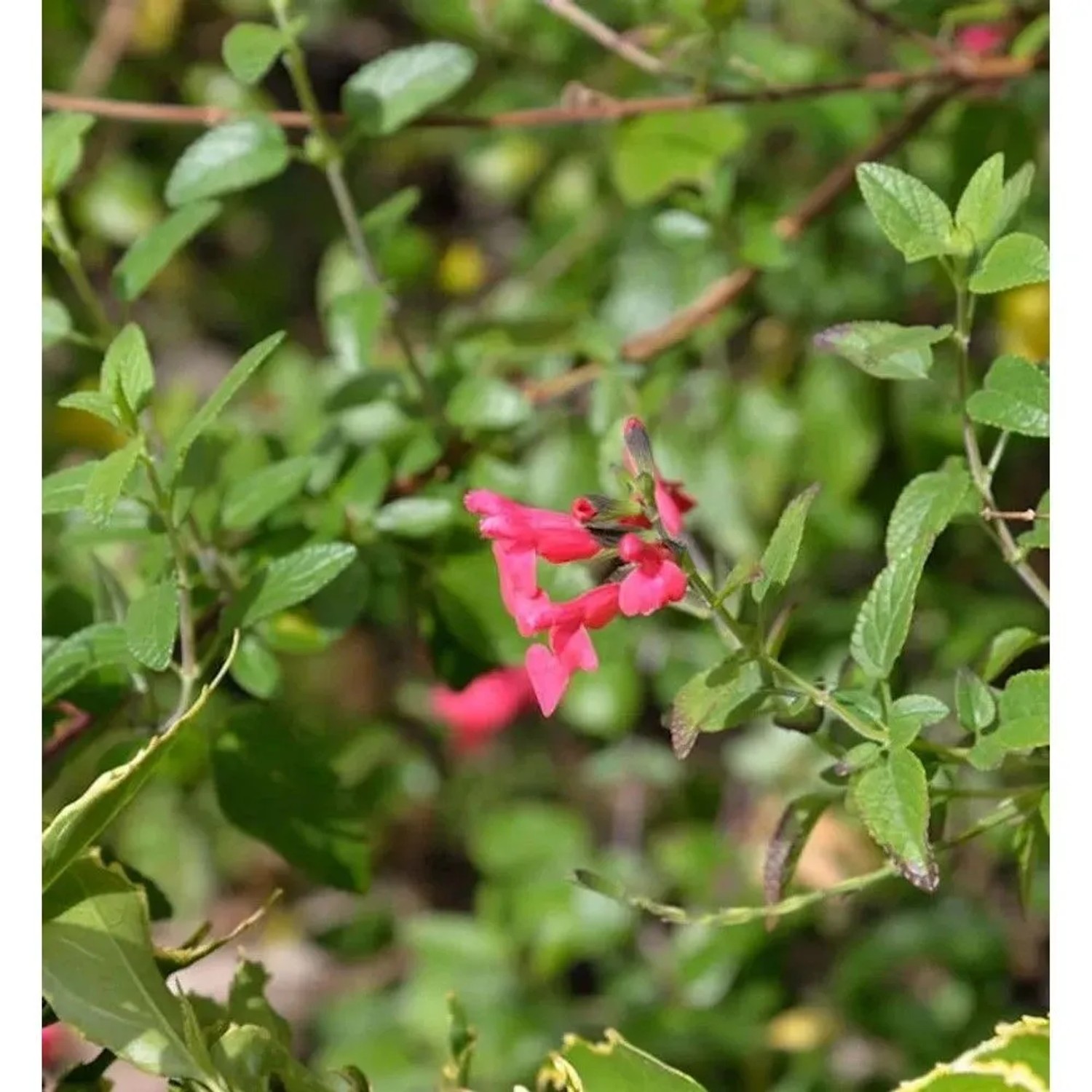 Myrten Salbei - Salvia microphylla