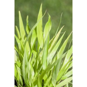 Goldgelbes Japanisches Waldgras (Hakonechloa) im Topf, leuchtende Blätter.