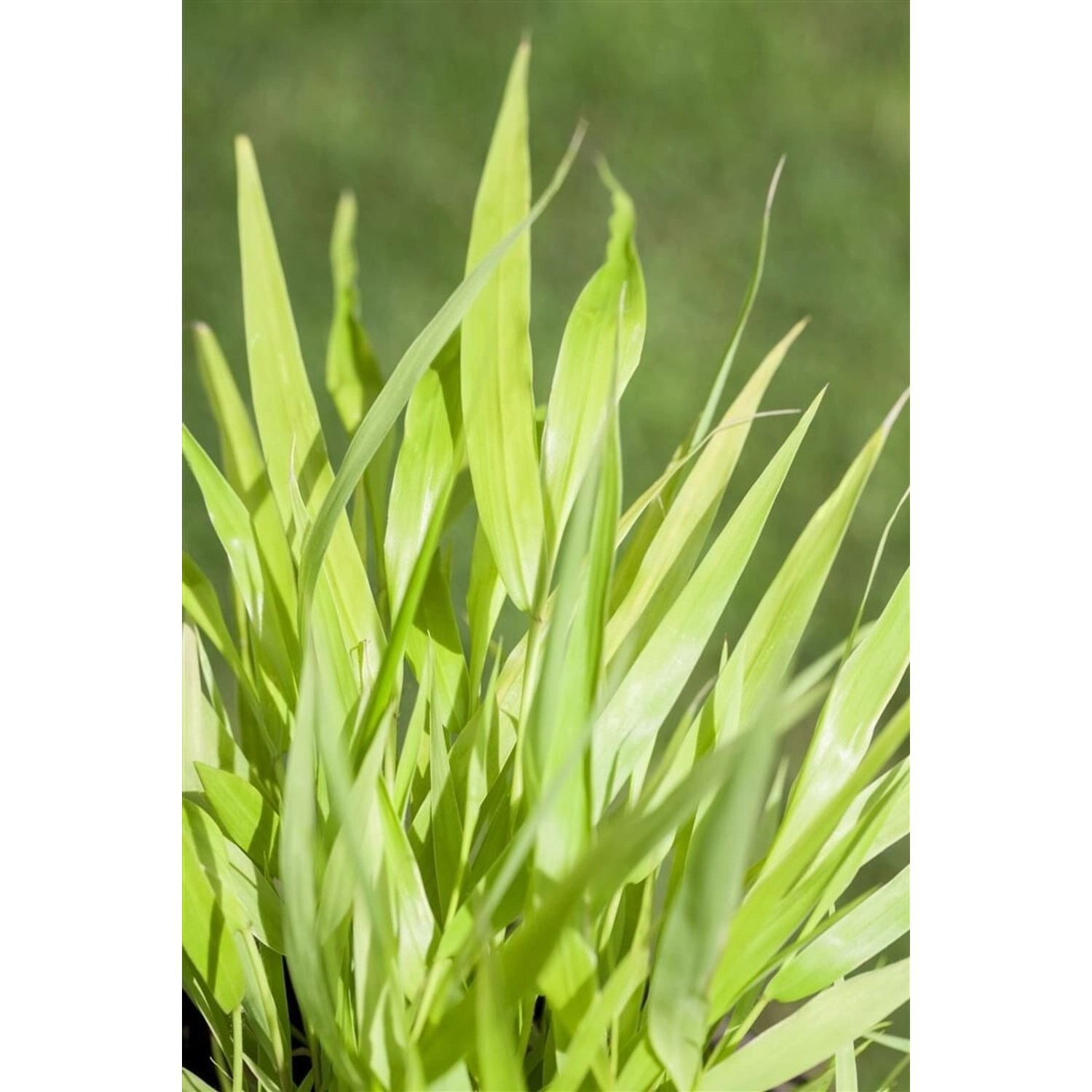 Hakonechloa Macra All Gold Japanisches Waldgras Goldgelb Ca. 11x11 cm Topf günstig online kaufen