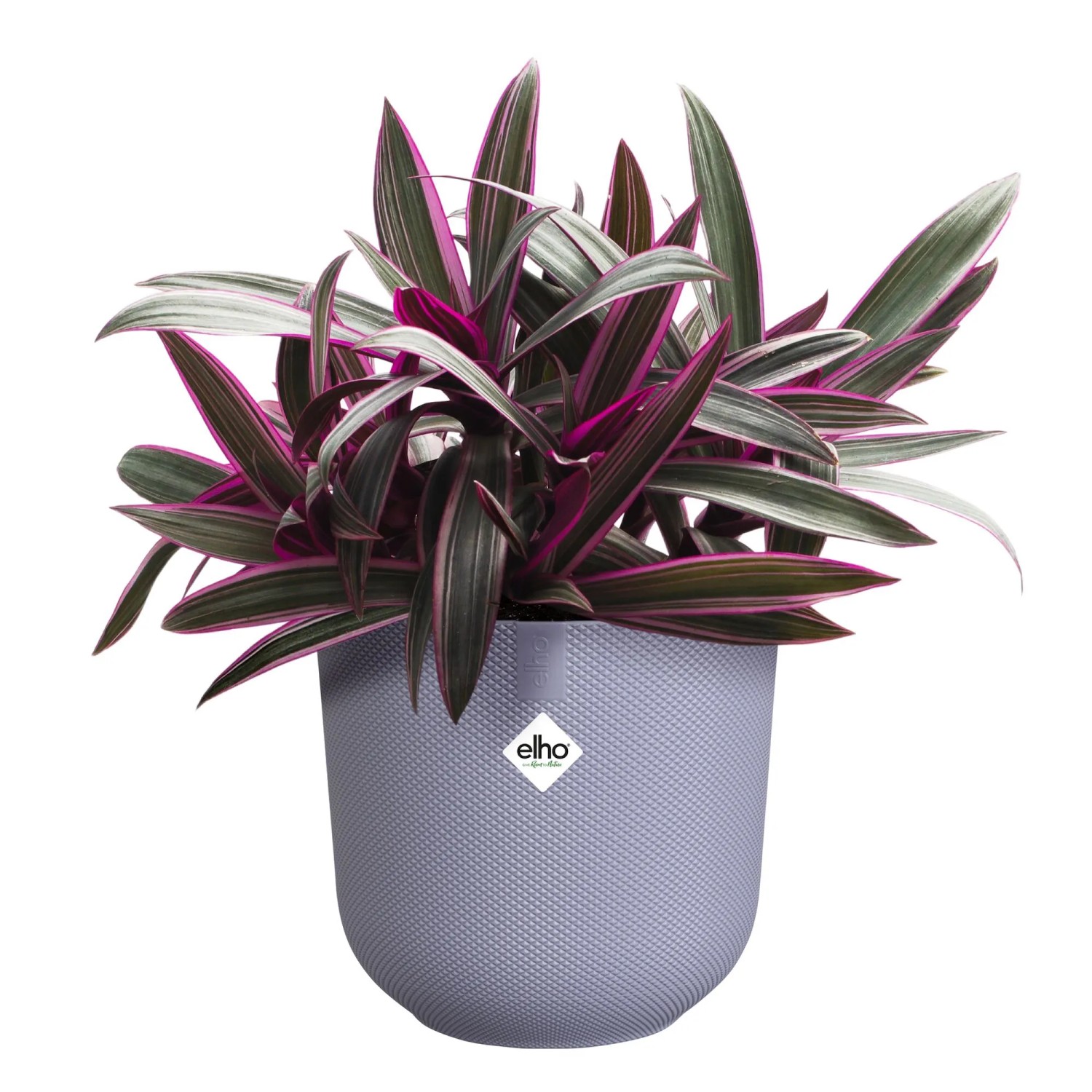 Lila Elho Blumentopf Jazz (Ø 16,5 cm) mit Pflanze. Strukturierter Übertopf für Innenräume.