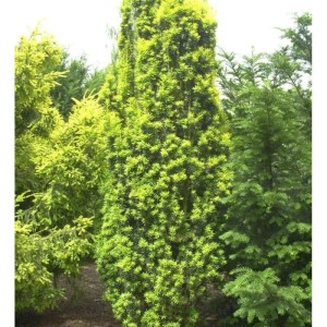 Gelbe Säuleneibe 60-80cm - Taxus baccata Fastigiata Aureomarginata