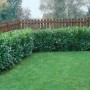 Foto einer dichten, grünen 'Herbergii' Kirschlorbeer Hecke (20-40 cm) vor einem Holzzaun.