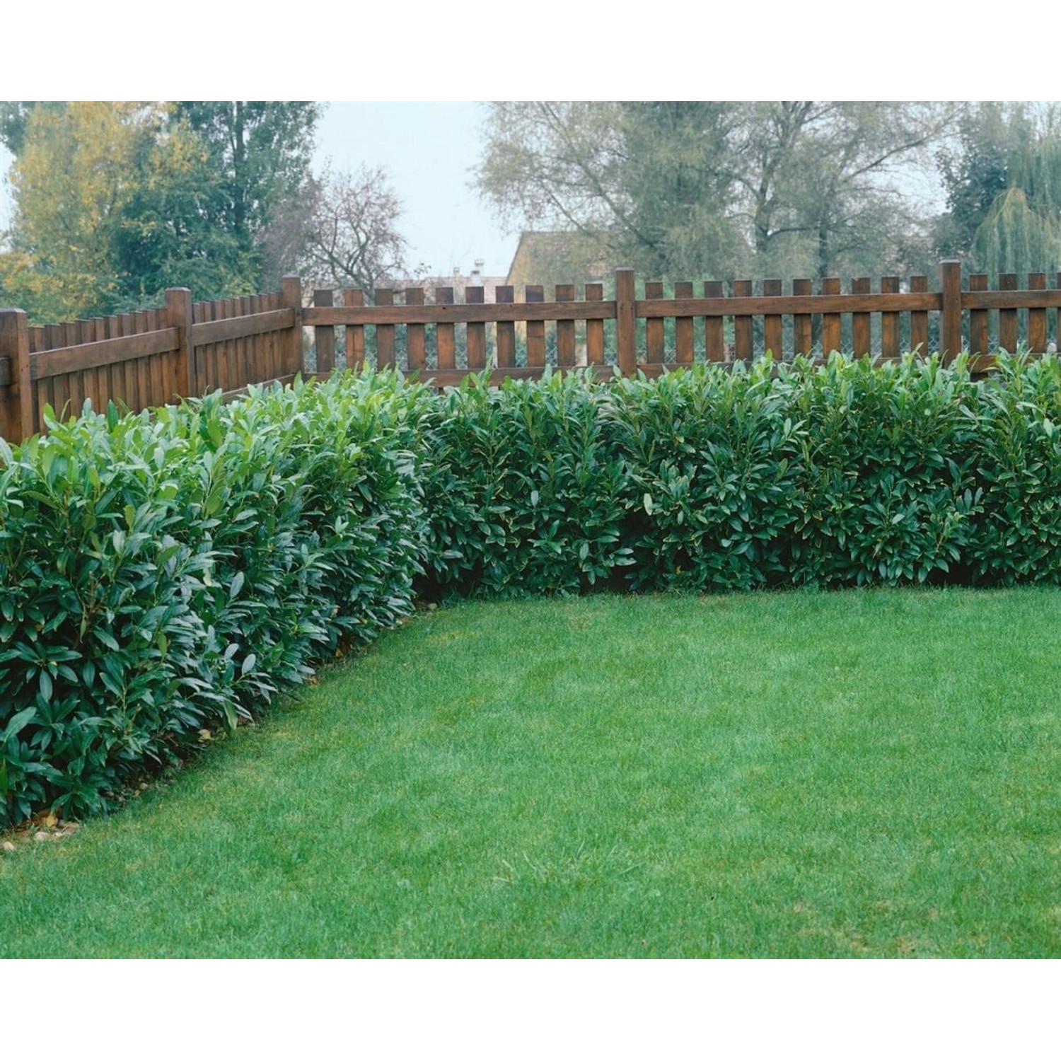 Foto einer dichten, grünen 'Herbergii' Kirschlorbeer Hecke (20-40 cm) vor einem Holzzaun.