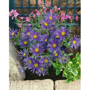 Violette Bergaster 'Sonora' im 9x9 cm Topf, blühende Staude für sonnige Standorte.