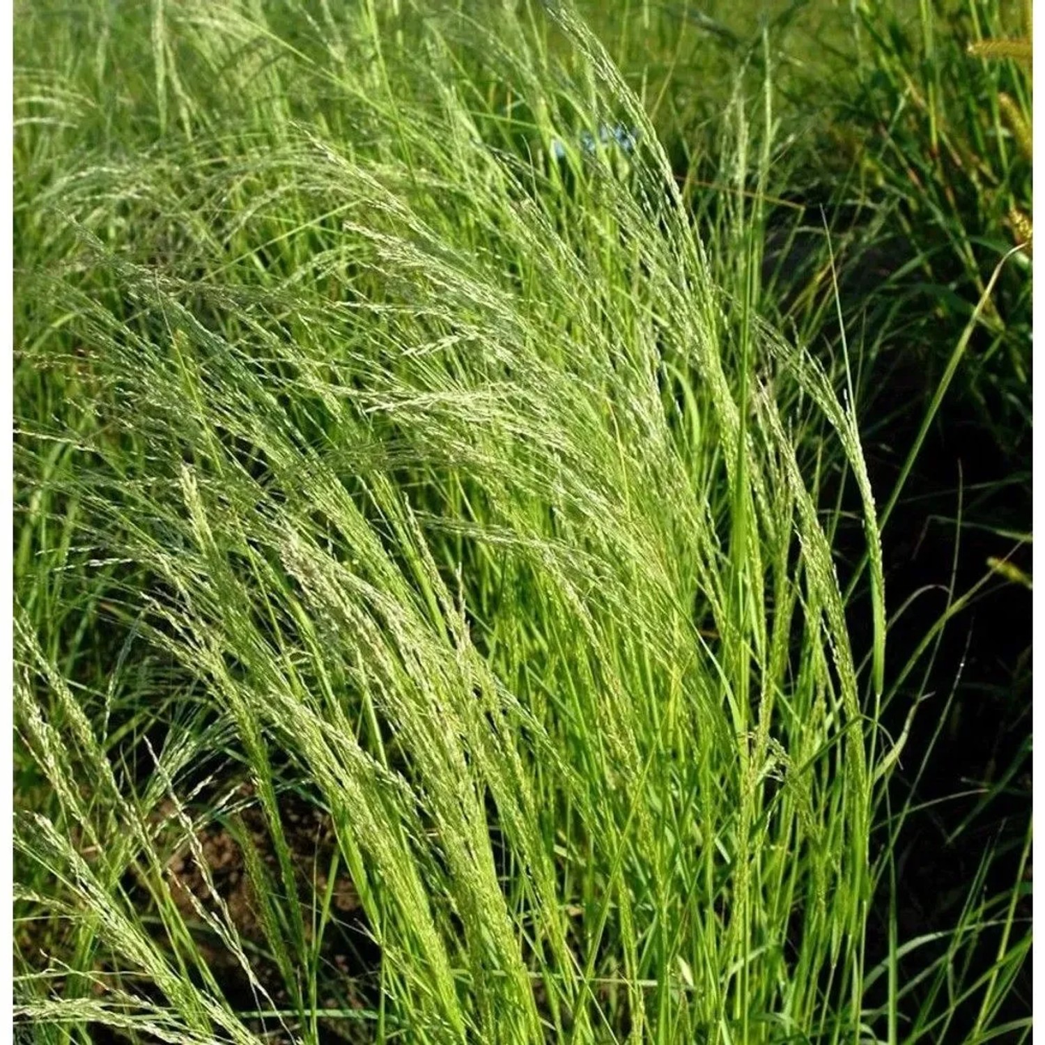 Haar-Liebesgras - Eragrostis trichodes