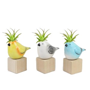 Tillandsien-Arrangement im Keramik-Vogelgefäß auf Holzsockel, verschiedene Farben.