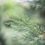 Detailaufnahme einer grünen Cupressocyparis leylandii Heckenpflanze, 200-225 cm hoch.
