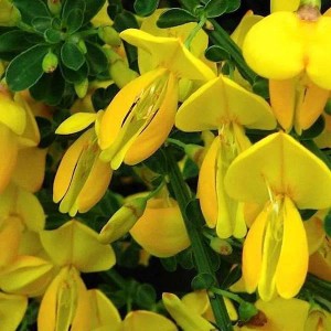 Edelginster 'Golden Sunlight' Cytisus 40 bis 60 cm im Container Kompakt Wachsend