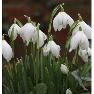 Nahaufnahme von Märzenbecher (Leucojum vernum) Staude mit weißen, glockenförmigen Blüten.