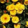 Winteraster Citronella - Chrysanthemum hortorum_2