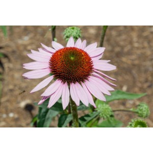 Rosa Echinacea Purpurea 'Hope' Staude im Topf, Nahaufnahme der Blüte.