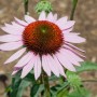 Rosa Echinacea Purpurea 'Hope' Staude im Topf, Nahaufnahme der Blüte.