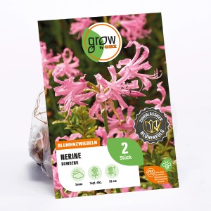 GROW by OBI Guernseylilie Bowdenii, rosa blühende Blumenzwiebel für sonnige Standorte.