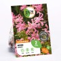GROW by OBI Guernseylilie Bowdenii, rosa blühende Blumenzwiebel für sonnige Standorte.