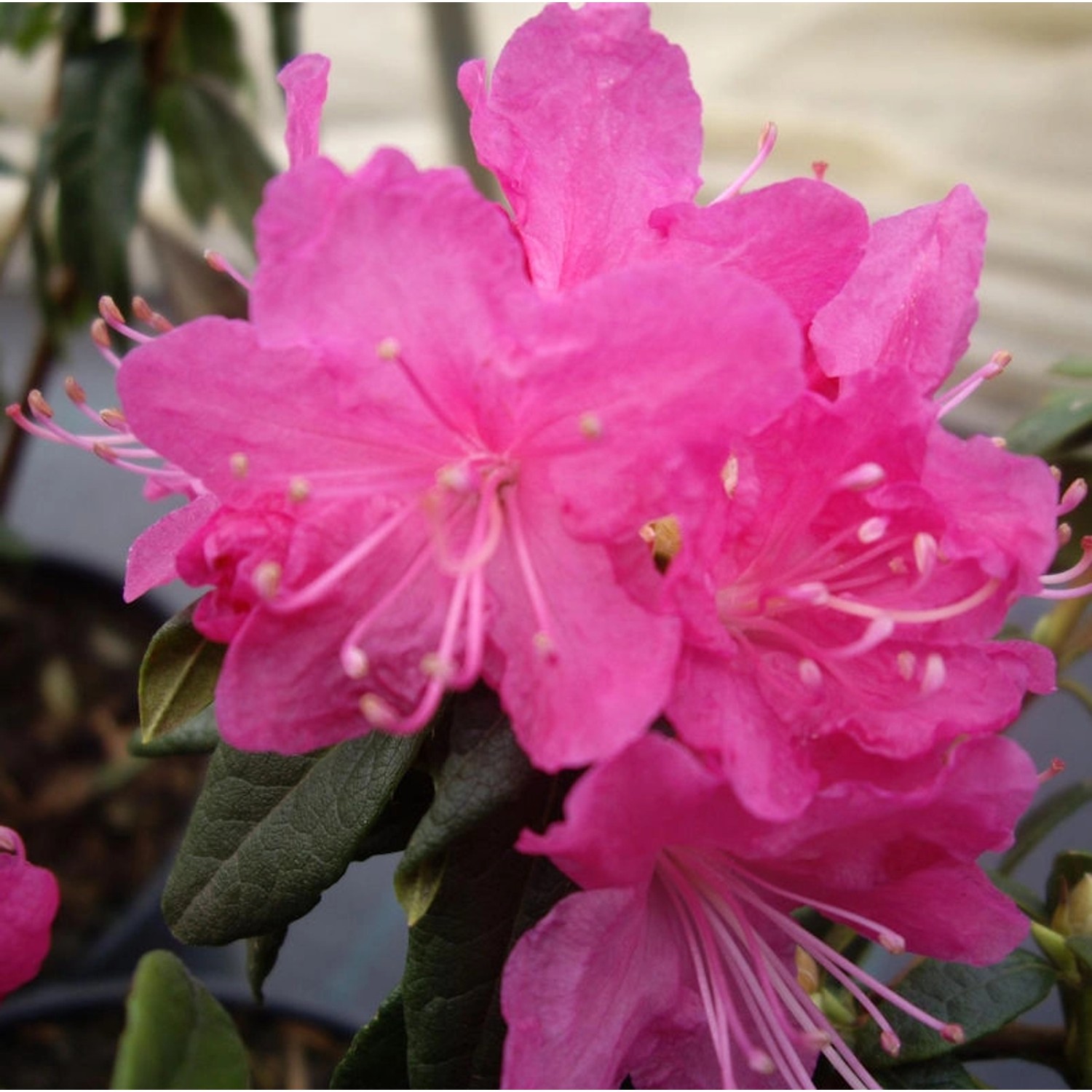 Dahurischer Rhododendron Boskoop Ostara 20-30cm - Rhododendron dauricum günstig online kaufen