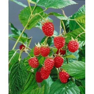 Himbeerstrauch 'Heritage' mit reifen, roten Früchten und grünen Blättern.