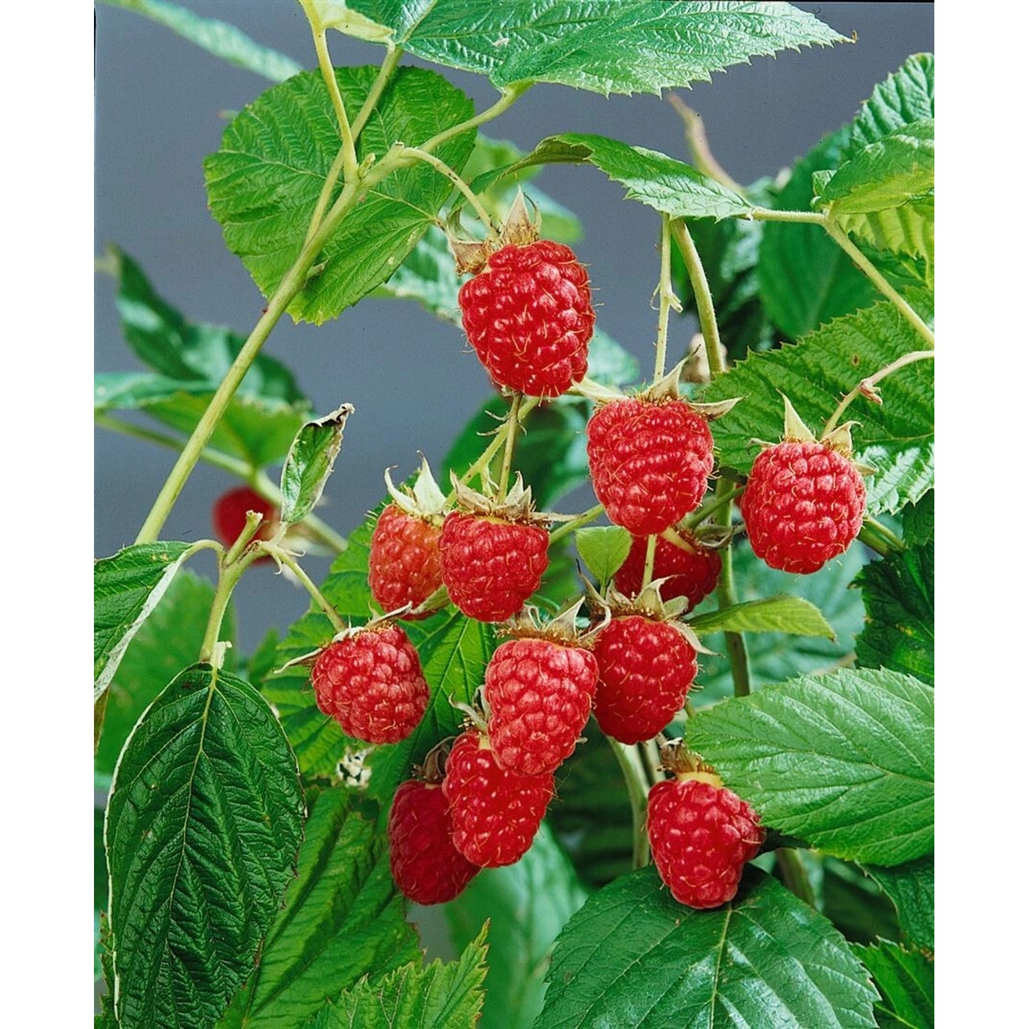 Rubus Idaeus Heritage Himbeere Rot 40–60 Cm günstig online kaufen