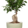 Scheurich Übertopf 950, hellgrün, Ø 11 cm, mit Pflanze. Keramik-Blumentopf für Innen.