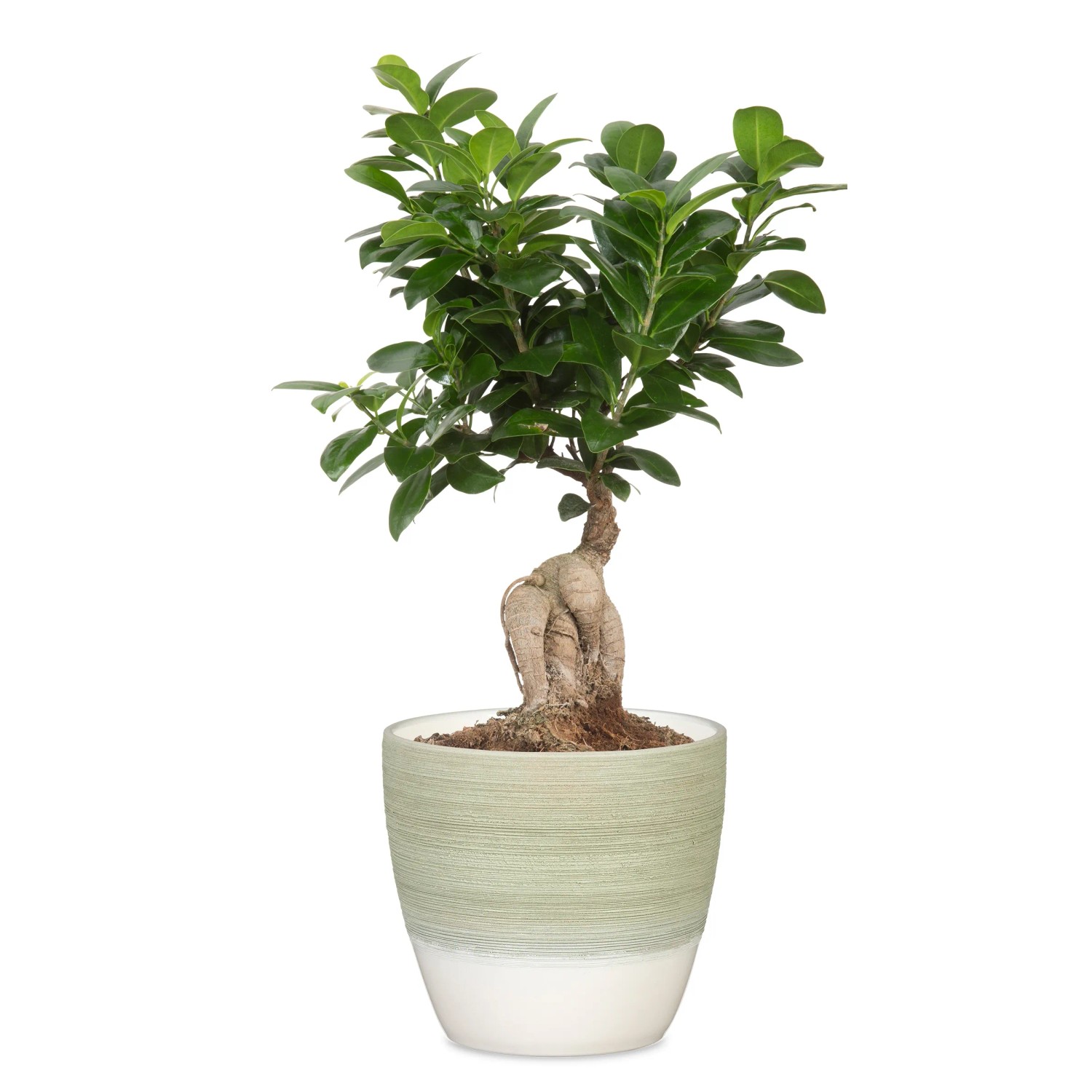 Scheurich Übertopf 950, hellgrün, Ø 11 cm, mit Pflanze. Keramik-Blumentopf für Innen.