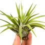 Kleine, grüne Tillandsie (Höhe ca. 4cm) in Hand, geeignet für helle Standorte und Feucht-Terrarien.