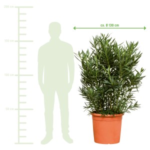 GROW by OBI Oleander Busch Tricolor XXL im Topf, Größenvergleich mit einer Person.