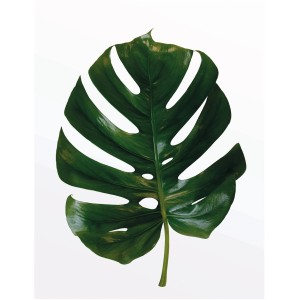 Komar Wandbild: Grünes Monstera Blatt, 40x50 cm. Dekoratives Bild für Wohnräume.