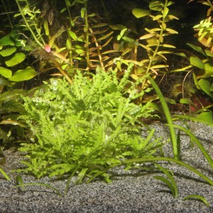 JBL Sansibar Grau Aquarium Bodengrund, feiner Kies für Süß- und Meerwasseraquarien.