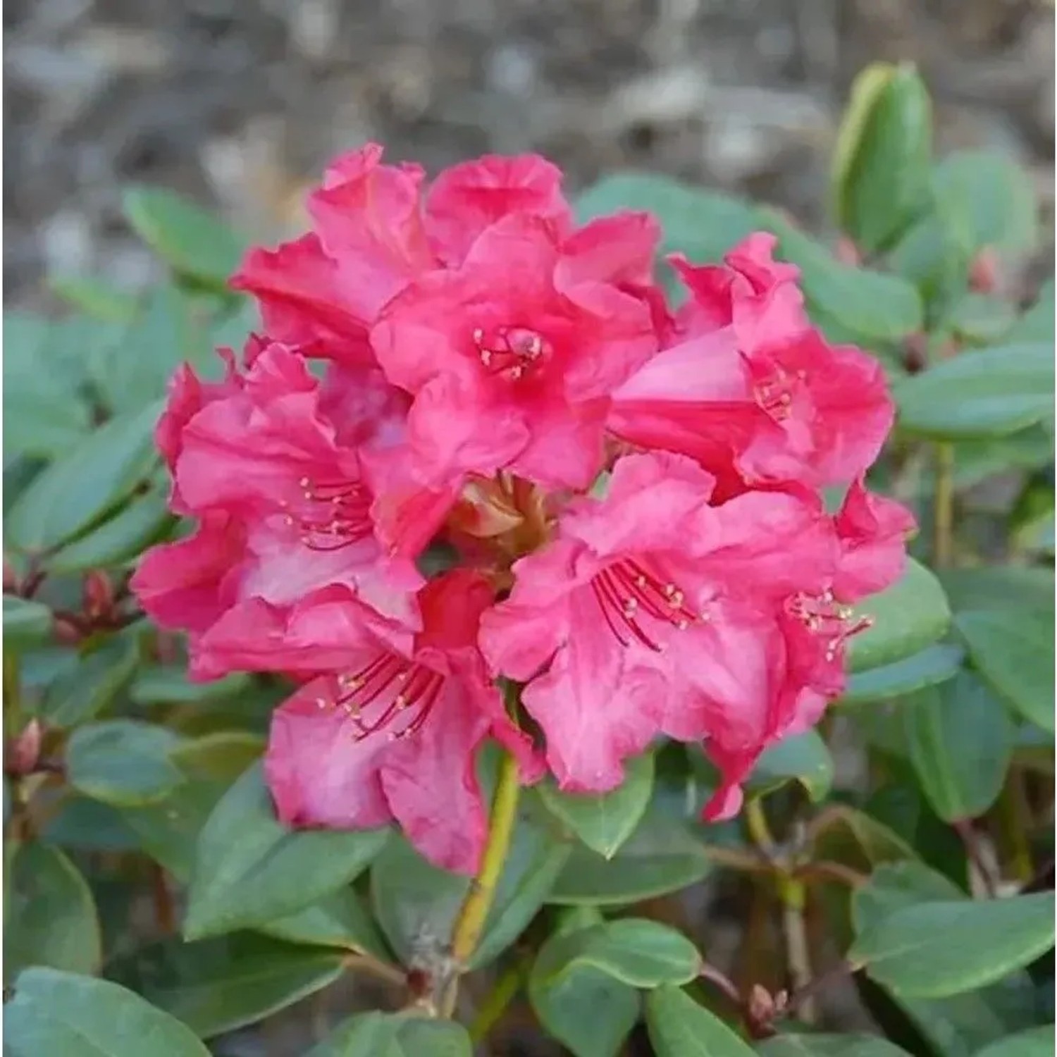 Rhododendron Tromba 30-40cm - Alpenrose