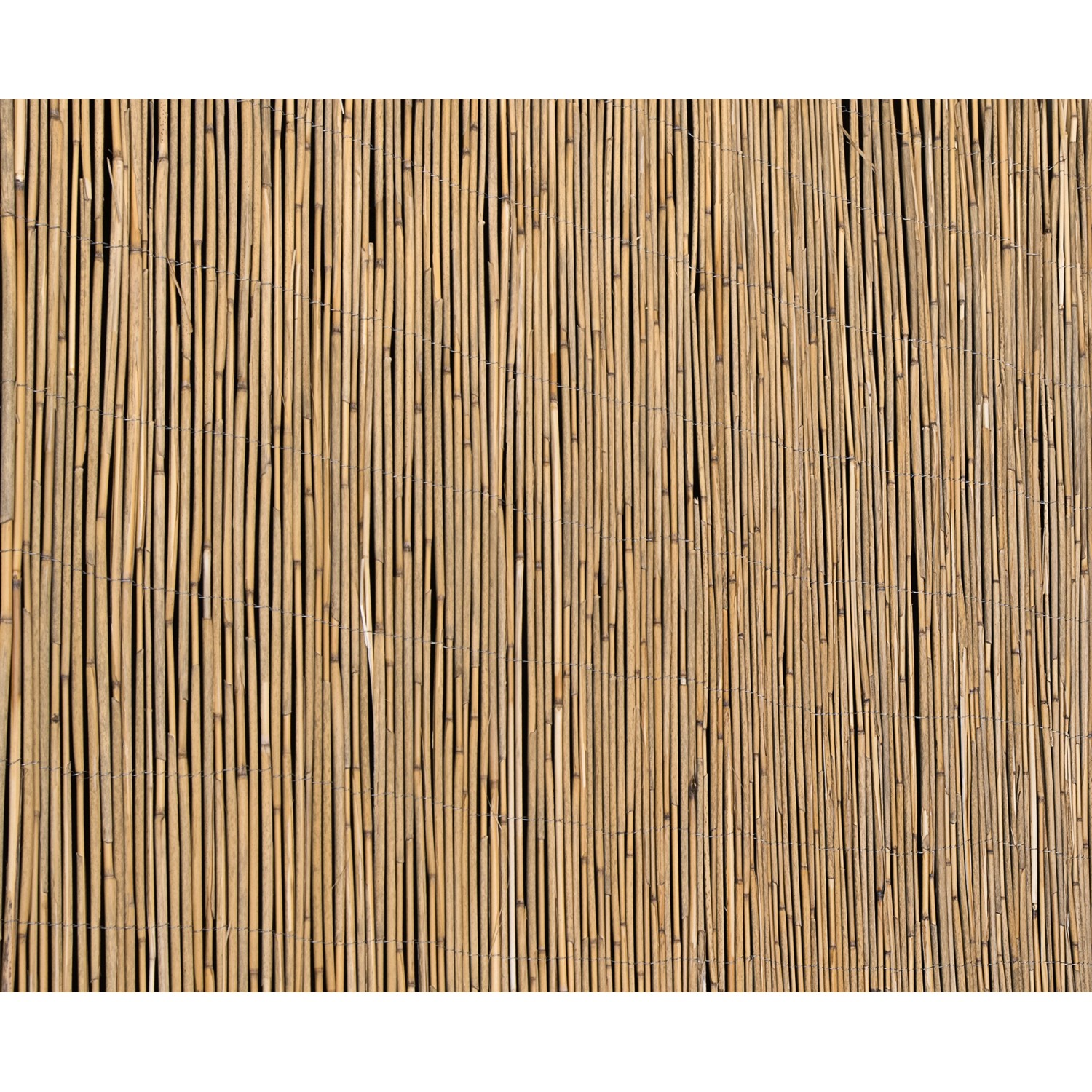 Floraworld Schilfrohrmatte, 200x600cm, als natürlicher Sichtschutz für Balkon und Garten.