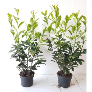 Zwei Kirschlorbeer Pflanzen (Prunus Caucasica) im Topf, Höhe 60-80 cm, ideal als Heckenpflanzen.