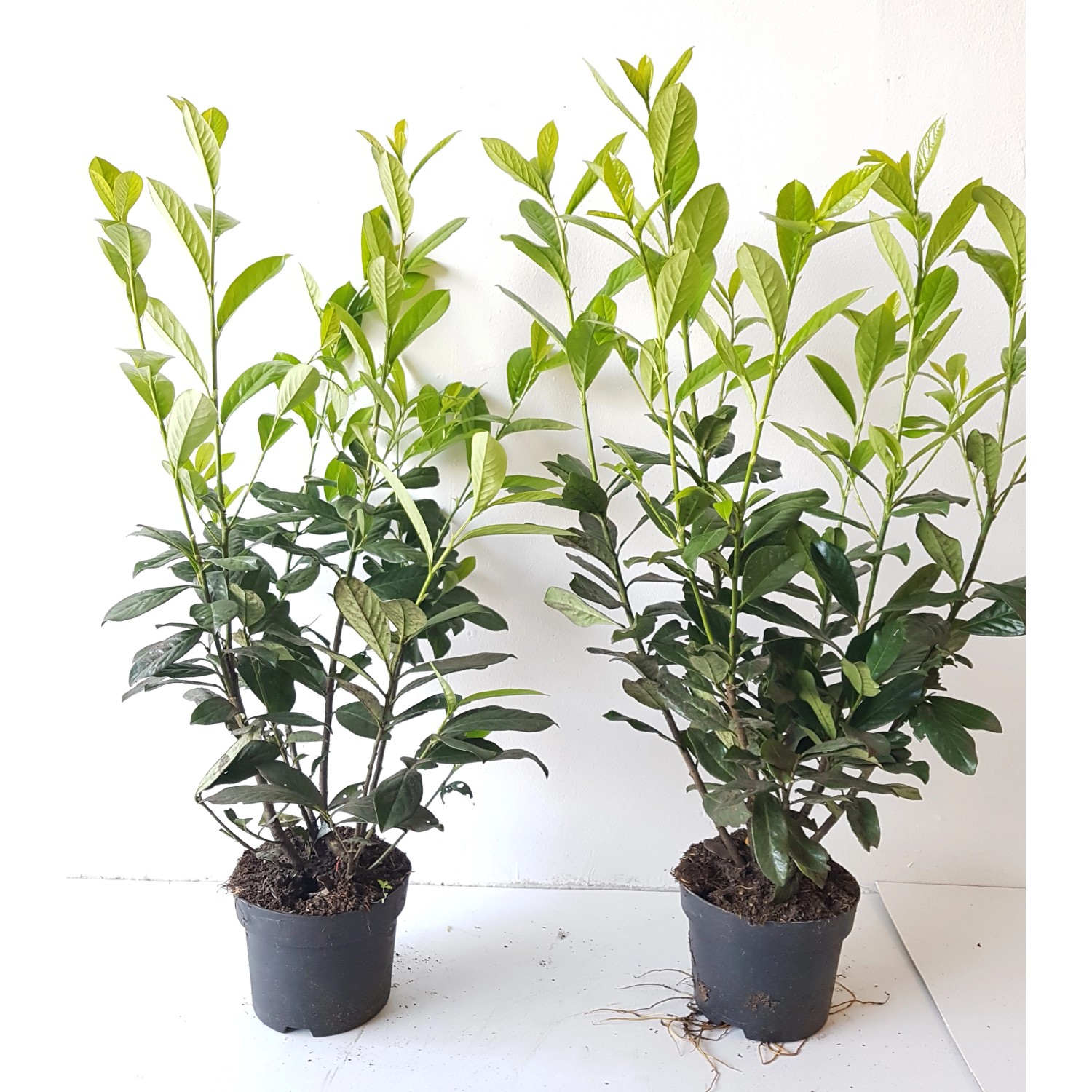 Pflanzen-Boering 10 Prunus Caucasica Höhe 60-80 cm Kirschlorbeer-Pflanzen günstig online kaufen