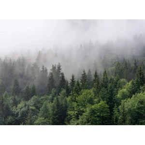 Fototapete Waldlandschaft in Grün und Grau, 3,50x2,55m, FSC®-zertifiziert.