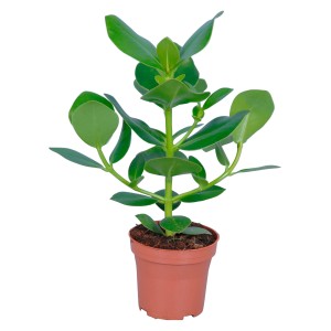 Balsamapfel Princess im Topf, Clusia Rosea, grüne Zimmerpflanze von GROW by OBI.