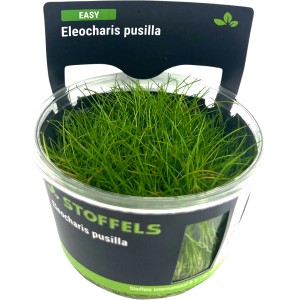 Stoffels Aquariumpflanze Eleocharis pusilla im Topf, grüne Vordergrundpflanze.